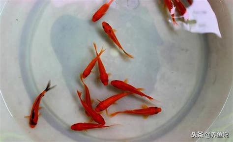 魚一直死怎麼辦|避免魚隻死亡 新手養魚須知 – 寵物百科